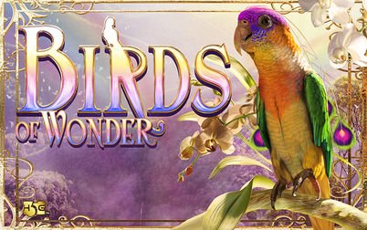 Play Birds of Wonder - Slots - High 5 Games